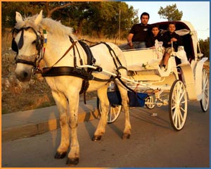Beautiful white horse, George, with his owner and family on the carriage in Pefkos.