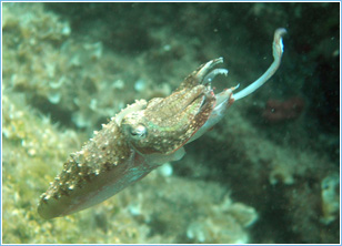 Lepia Dive Centre, Pefkos - Diving Lessons