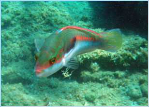 Lepia Dive Centre, Pefkos - Diving Lessons