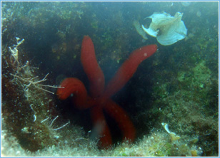 Lepia Dive Centre, Pefkos - Diving Lessons