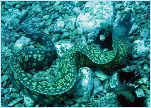 Lepia Dive Centre, Pefkos - Diving Lessons