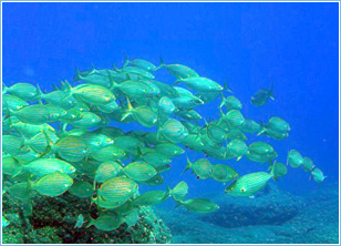 Lepia Dive Centre, Pefkos - Diving Lessons