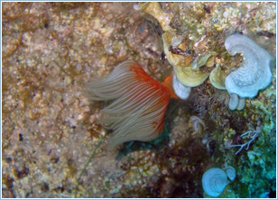 Lepia Dive Centre, Pefkos - Diving Lessons