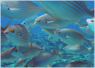 Lepia Dive Centre, Pefkos - Diving Lessons